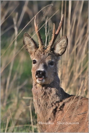 <p>SRNEC OBECNÝ (Capreolus capreolus) Šluknovsko - Jiříkov /European roe deer - Reh/</p>